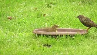 oiseaux bébé merle et étourneau ;; le bain