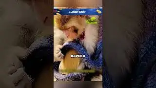 Дружба макаки и кобры 😮🐍🐒