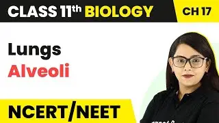 Lungs (Alveoli) - Breathing and Exchange of Gases | Class 11 Biology/NEET-AIIMS