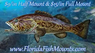 Gag Grouper Fish Mount Replicas - Custom Fiberglass Fish Mount Replicas by Florida Fish Mounts