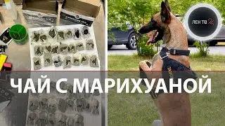 Собака учуяла марихуану в пакетиках чая | В Шереметьево пес-таможенник нашел накркотики у иностранца