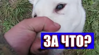 В память о Лайме. Лайки соловьева ю в , которых уже нет...