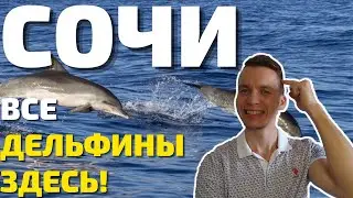 МНОЖЕСТВО ДЕЛЬФИНОВ В СОЧИ! 2 лучших места где вы 100% посмотрите на дельфинов! Адлер, Сириус 2022