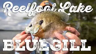 Catching Monster Bluegill! | Reelfoot Lake