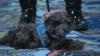 Denver hosts pop-up clinic for homeless pets