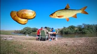 Язь на ракушку,В поисках крупного ЯЗЯ.