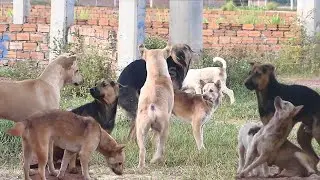 Bally warning Black male dog for Bella season || # 1391 Nature Show