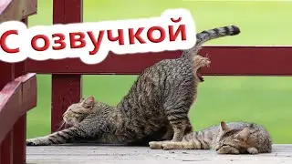 ПРИКОЛЫ С КОТАМИ! Смешные коты С ОЗВУЧКОЙ! Смешные животные