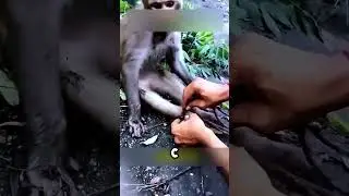 Помог обезьянке 🐒🐒 