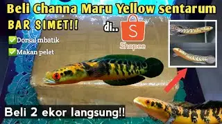 BELI CHANNA MARU YS DI SHOPEE || BELI 2 SEKALIGUS❗️dorsal mbatik