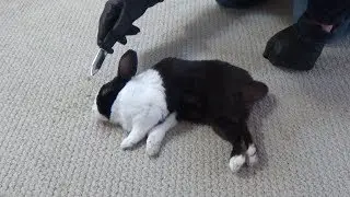 Waking a sleeping rabbit by pretending to be an intruder