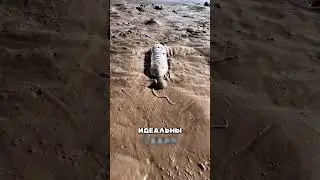ОСЬМИНОГ УДИВИТЕЛЬНОЕ ЖИВИТНОЕ!?
