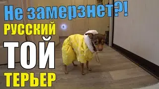 Русский Той Терьер, как купить одежду? Наш обзор покупок. AliExpress не предлагать!!!