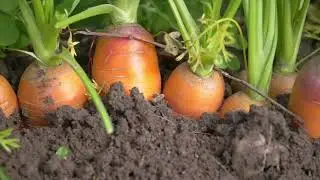 Морковная Муха Погибает И Увеличивается Урожайность! Не Химия! 