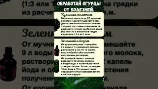 ОБРАБОТКА ОГУРЦОВ  ОТ БОЛЕЗНЕЙ