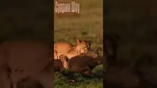 Лев против бородавочника