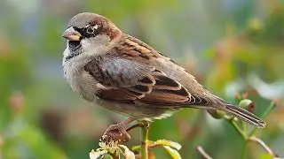 Sparrows. The chick learns to fly. The sparrow fell out of the nest. A little sparrow learns to fly.