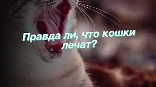 Правда ли, что кошки лечат?