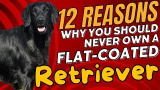 12 Reasons Why You Should NEVER Own a Flat-Coated Retriever🐕‍🦺