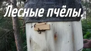 В старую колоду заселился рой пчёл.