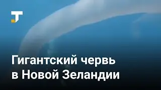 В Новой Зеландии водолазы обнаружили огромное белое существо, похожее на червя