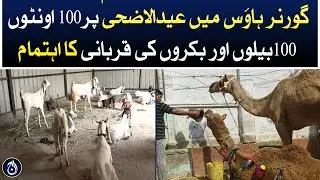 Sacrifice of 100 camels, 100 bulls and goats was organized on Eid-ul-Adha in Governor House Karachi