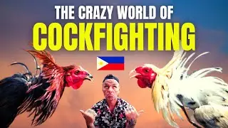 Cock Fighting in The Philippines 🇵🇭