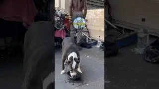 Skid Row pups 🐶 • Ep 4 | #shorts