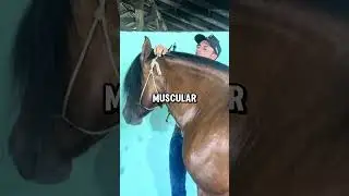 Why Horse Hair Is Trimmed Demonstration! (📸:ronaldokreusch)