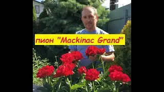 Peony Mackinac Grand пион Макинак Гранд в Великом Новгороде 2021