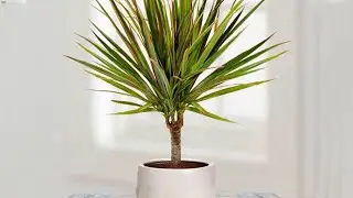 How to propagate DRACAENA MARGINATA from cuttings | DRAGON TREE care