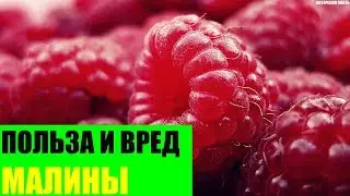 Польза и вред малины