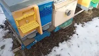 Весовой улей после Холодного Января