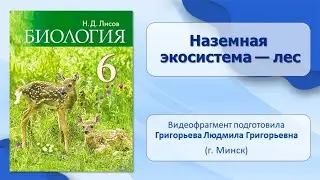 Тема 24. Наземная экосистема — лес