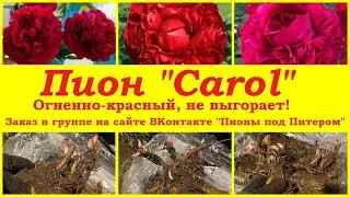 Пион Carol. Огненно-красный, не выгорает! Можно заказать в группе  ВКонтакте Пионы под Питером.