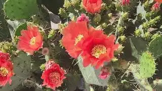 Кактусы зацвели.