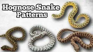 Pattern Variations in Hognose Snakes