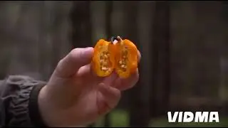 САМЫЕ ОСТРЫЕ ОРЕШКИ! ЧУТЬ НЕ УМЕР!