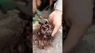 how to remove motor copper coil 