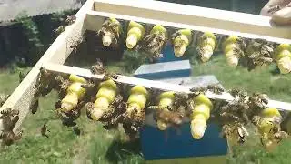 Как вывести качественных маток. Воспитательница стартёр
