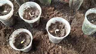 Сеем дыни арбузы тыквы