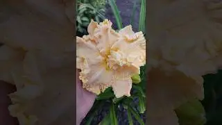 расцвел необычный цветок лилейника #shortvideo #flowers #garden #цветы #лето #июль