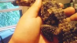 P. Trigonatus ~ Smooth Fronted Caiman