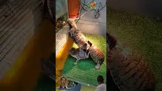 Зооуголок. Черепашки.