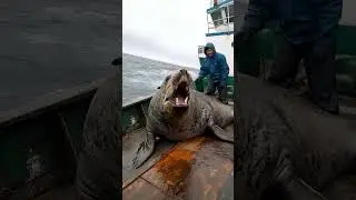 Giant Sea Monsters Caught by Fishermen! 🐙🎣#GiantSeaCreatures #FishingDiscoveries #OceanMysteries