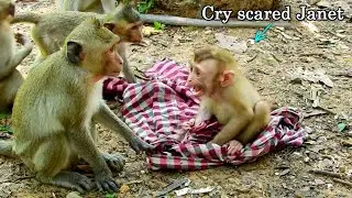 Little monkey Savana cry scared Janet so much, Janet with little monkey checking Savana so terrible