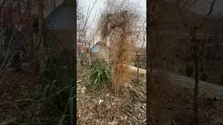 Спаржа декоративная! Красотка! #шортс