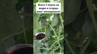 1 ЛОЖКУ НА ВЕДРО ВОДЫ  И ОГУРЦЫ ВМИГ ЗАПЛОДОНОСЯТ ТОННАМИ #огород #удобрение #подкормка #урожай