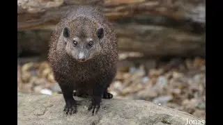 Длинноносая кузиманза