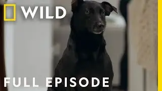 Elsa the Pampered Pooch (Full Episode) | The Wizard of Paws